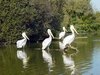 Parc des Oiseaux Villars les Dombes