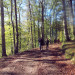 Walk in beautiful woods