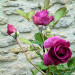 Chambres d'hotes La Rose des Vents, entre Caen et la mer, cuisine & WiFi