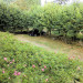 Chambres d'h&ocirc;tes Chambres et table d'H&ocirc;tes Les Mille Fleurs