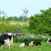 le moulin