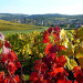 Automne dans le vignoble du village