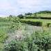 Jardin potager