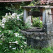 Le puits sous les rosiers en fleurs
