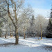 la ch&acirc;taigneraie en hiver