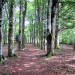 chemin vers la chapelle
