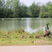 Etangs de Brimeux (mai 2011)