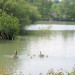 Etangs de Brimeux (mai 2011)