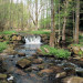 rivi&egrave;re &agrave; 100m de la maison