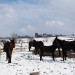 Gite Gite Ferme du Daunat