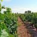 Vignes - Saint-Chaptes - &copy; Aurelien Forest