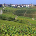 C&ocirc;te des Blancs - Cramant - &copy; GOURNAY Fran&ccedil;oise