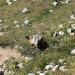 Marmotte dans le Parc des &Eacute;crins - &copy; Vincent Hugo