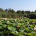 Etang de Fontmerle - &copy; P&acirc;querette MADRE