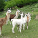 La Ferme des Lamas - &copy; Laurence Marandola