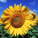 Tournesol - Gers - &copy; Franck Iren & Christine Pinheira
