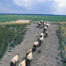 Moutons dans les pr&eacute;s sal&eacute;s - Baie de Somme - &copy; Guy Fran&ccedil;ois
