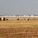 Champs de bl&eacute; - Baie de Somme - &copy; Guy Fran&ccedil;ois