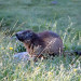 Marmotte des Pyr&eacute;n&eacute;es - &copy; Philippe Marquis