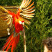 Le Jardin aux Oiseaux - &copy; Jardin aux Oiseaux