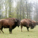 R&ecirc;ves de Bisons - &copy; R&ecirc;ves de Bisons