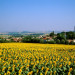 Segreville - Haute-Garonne - &copy; AM Stock Nature