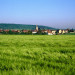 Champ d'orge vert - &copy; AM Stock Nature