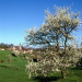 Arbre fruitier en fleurs - &copy; AM Stock Nature