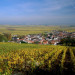 Vigne de Champagne &agrave; Avize - Marne - &copy; AM Stock Nature