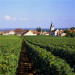 Saint-Vivant - Bourgogne - &copy; AM Stock Nature