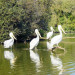 Parc des Oiseaux Villars les Dombes - &copy; R&eacute;gion Urbaine de Lyon