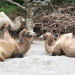 Jardin Zoologique de Bretagne - &copy; LACHAUSS&Eacute;E G&eacute;rard