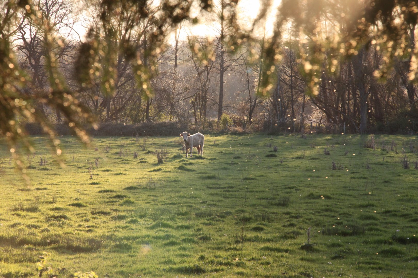 Gîte Fleurs de Brenne 4 personnes, séjour au calme, gîte Neuilléle