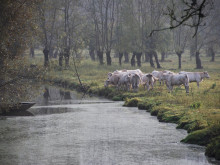 marais poitevin